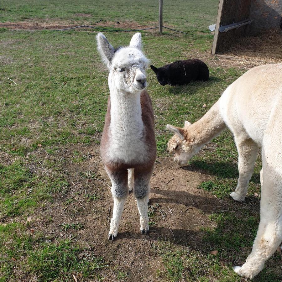 The Alpaca B&B Chalais  Dış mekan fotoğraf