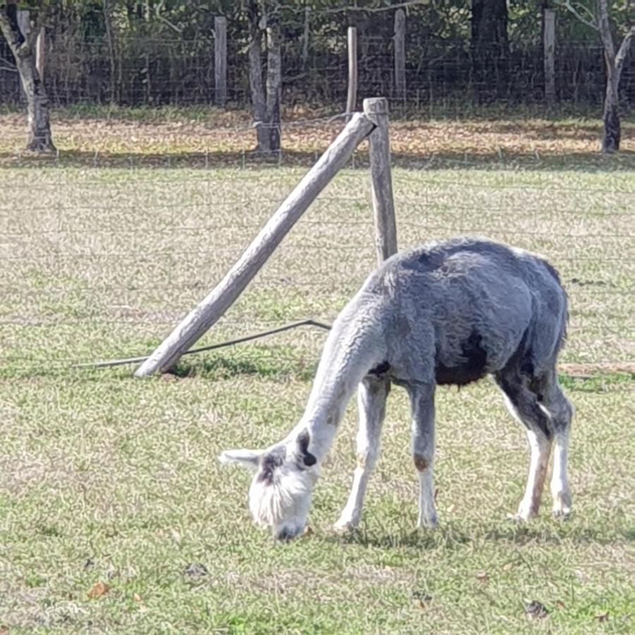 The Alpaca B&B Chalais  Dış mekan fotoğraf