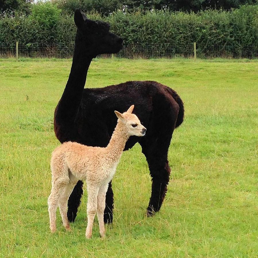 The Alpaca B&B Chalais  Dış mekan fotoğraf